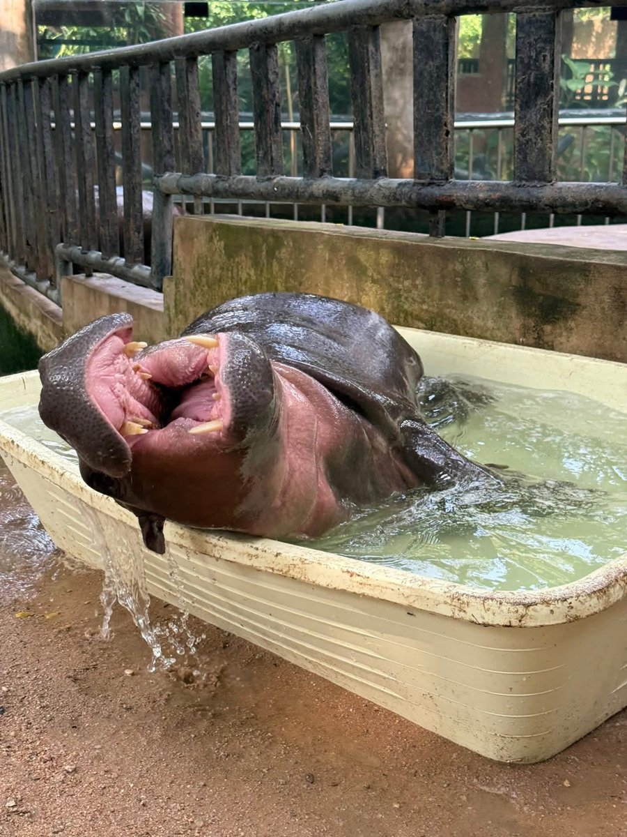 Khamoo.andthegang tweet media