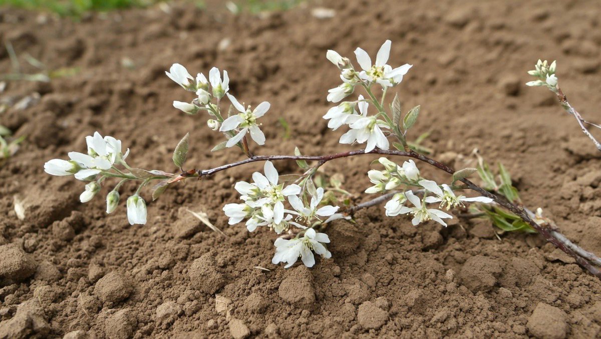 うに(ときに🍛) tweet media