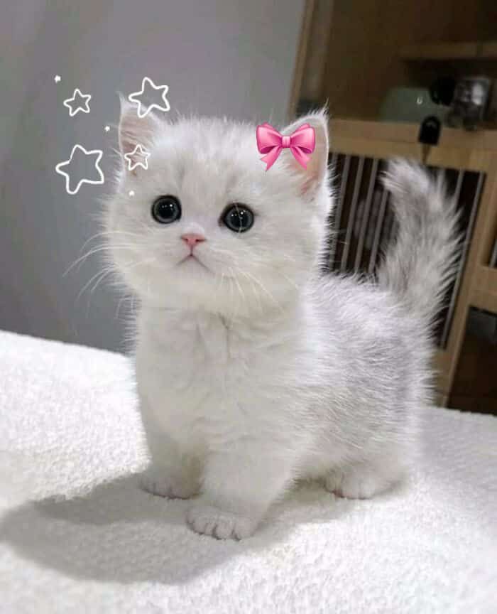 softly magical°🦢♡ tweet media