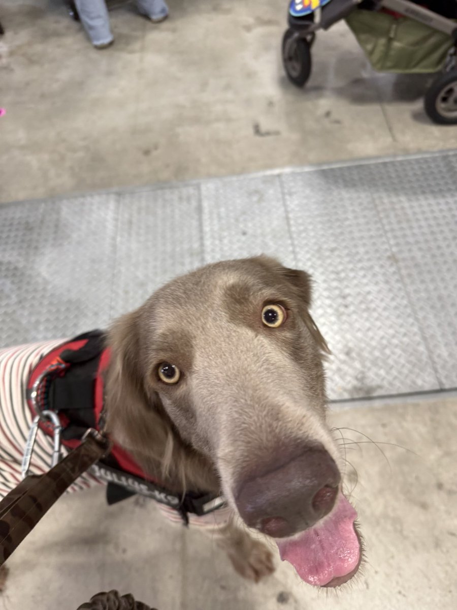 くえもん/Zaya tweet media