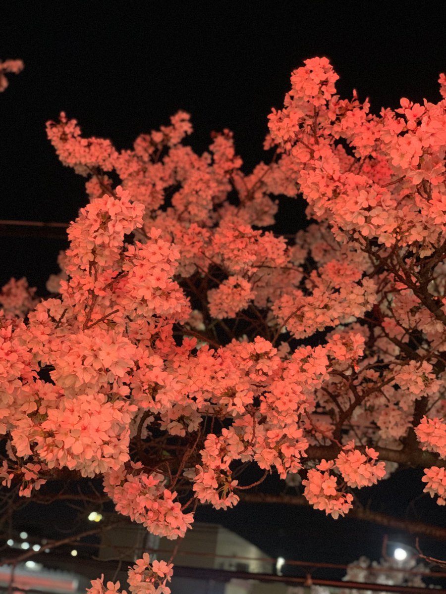 🍜食撃の琥煌🐟@普通絵図・コスプレ地獄生還者😆🤘店主レベル50✨ tweet media