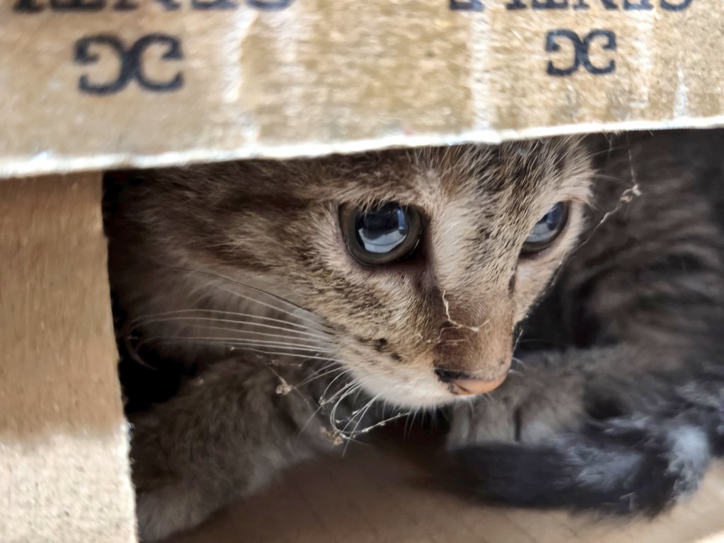 ♥︎ 𝖼𝖺𝗅𝗅𝗂𝗌𝗍𝖺 tweet media