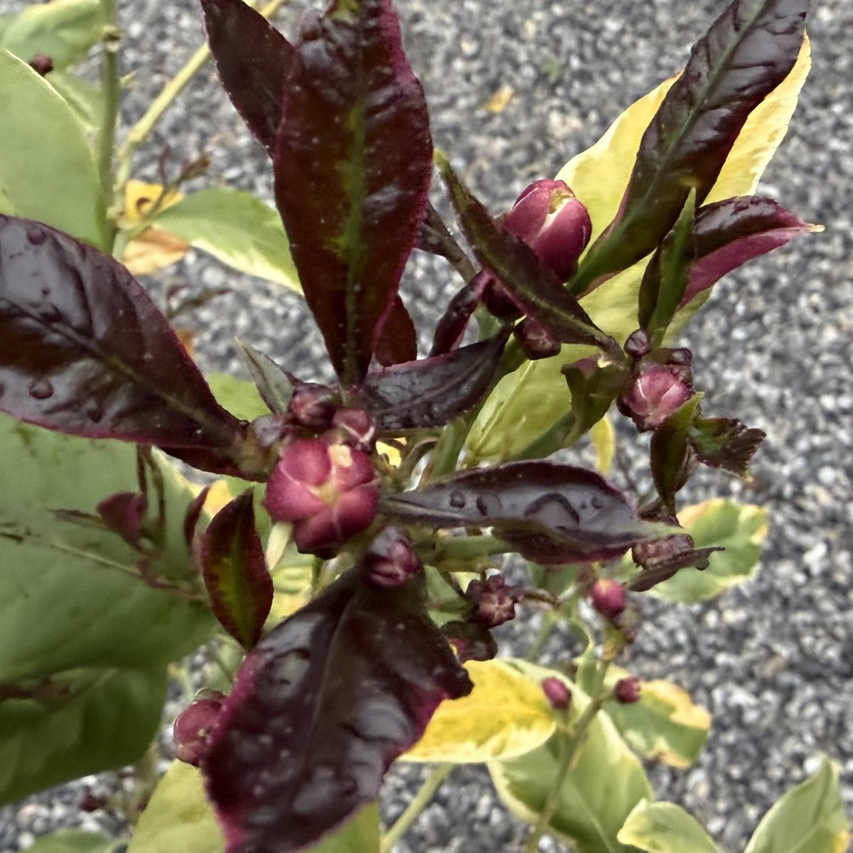 うに(ときに🍛) tweet media