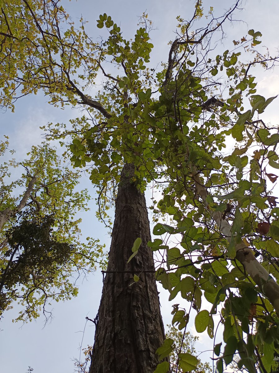 niileshraichura's tweet image. Happy weekend treepeople 🌿🌳🌿 

#trees #nature #treetime
#treeclub #treelove #treepeople