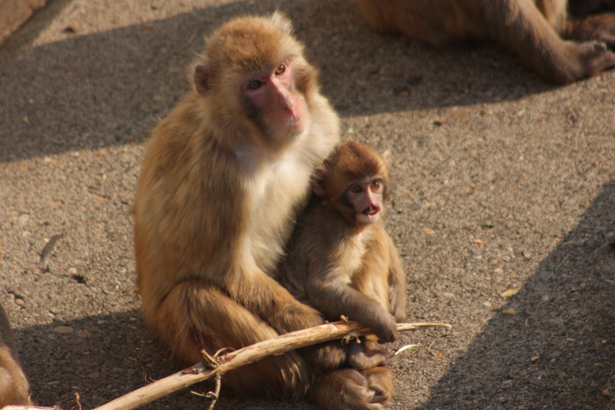 ©やっほーさん 𖤣𖥧𖥣｡𖥧 𖧧 𓃰 tweet media