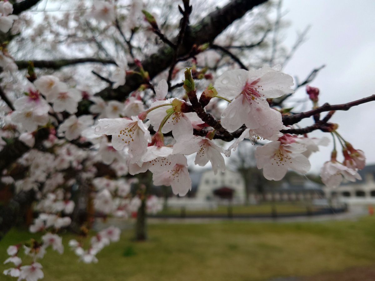 三木ホースランドパーク tweet media