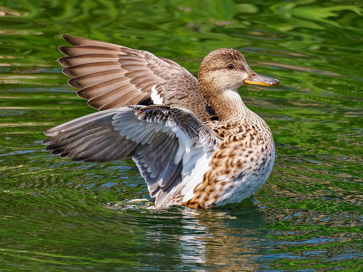 ポークジンジャー tweet media