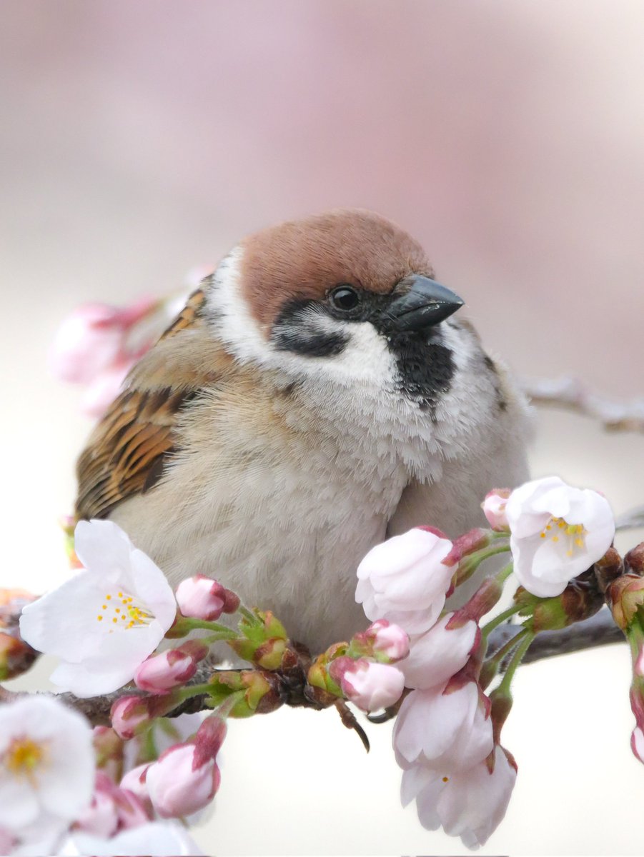 たーこいず☘️(•'ө'•)໒꒱ tweet media