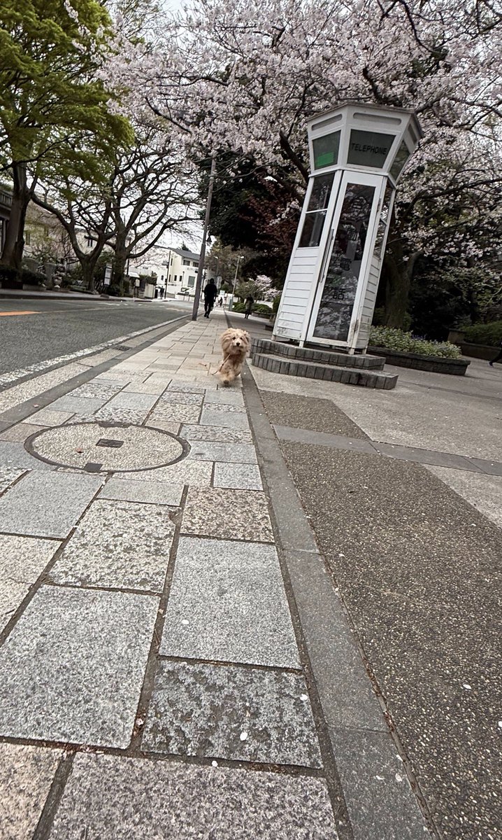 突進して来たーッ
嬉しいよ
ありがとう
#ロコ　#teftef看板犬
