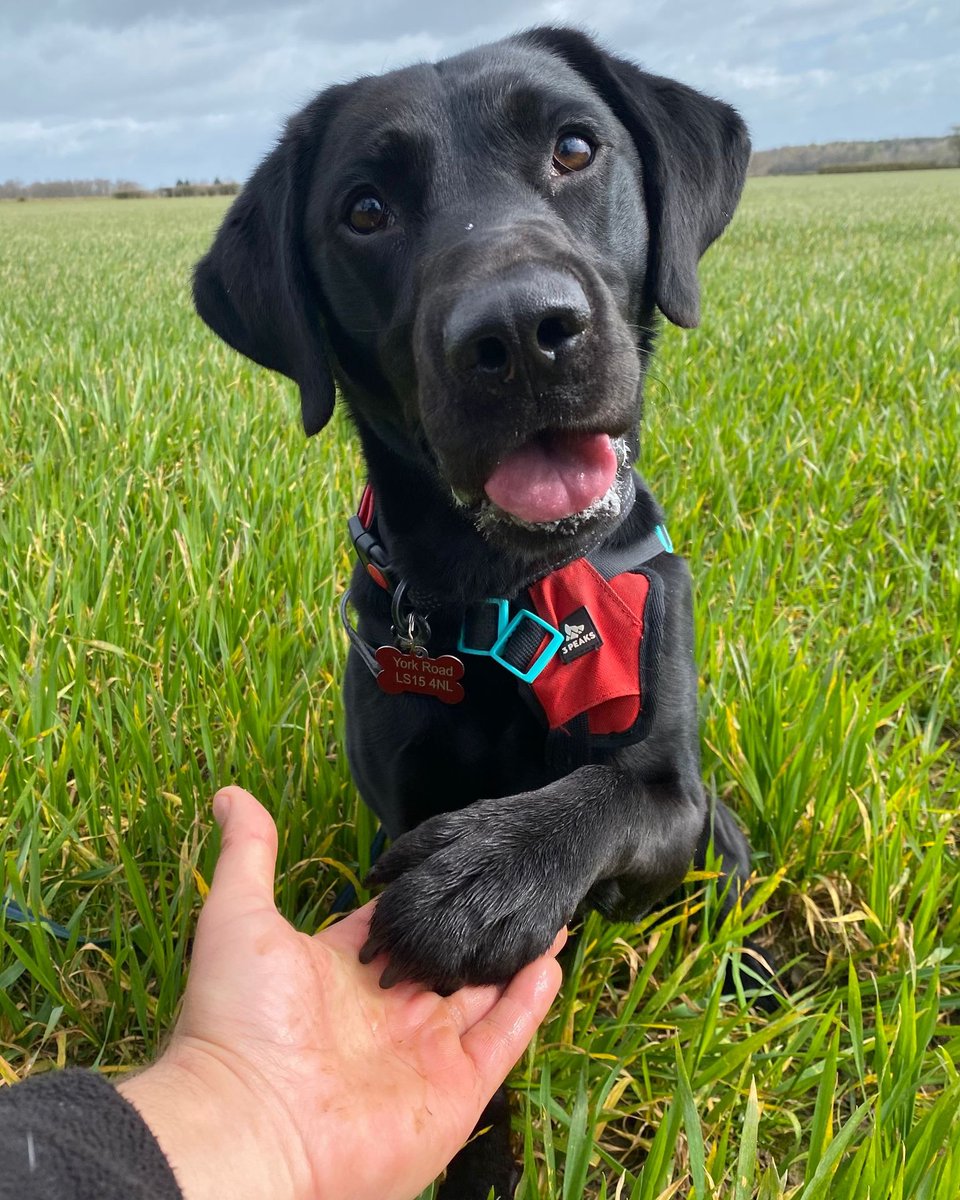 DT_Leeds's tweet image. Bollo hopes you're having a great bank holiday weekend so far. 🐶🐾

Leave him some love in the comments... 👇

#Labrador #RescueDog #AdoptDontShop @DogsTrust