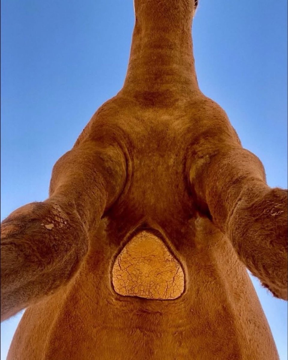 بتر الخواطر tweet media