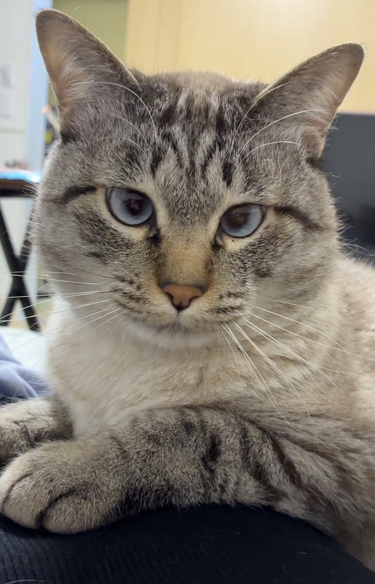 甘えんぼのあま tweet media