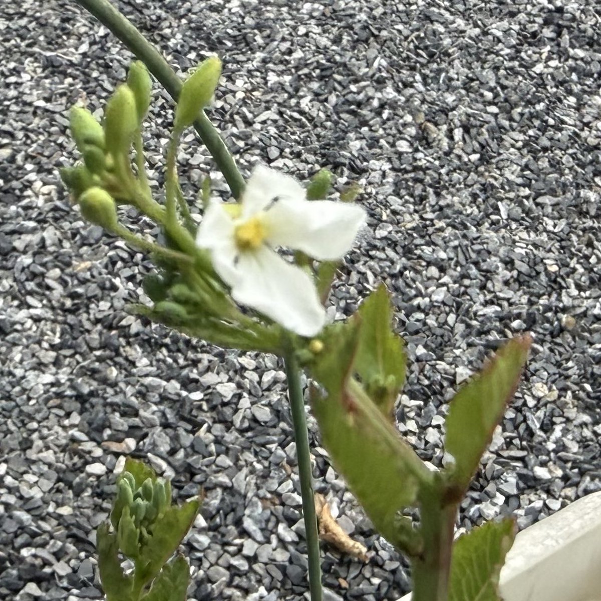 うに(ときに🍛) tweet media