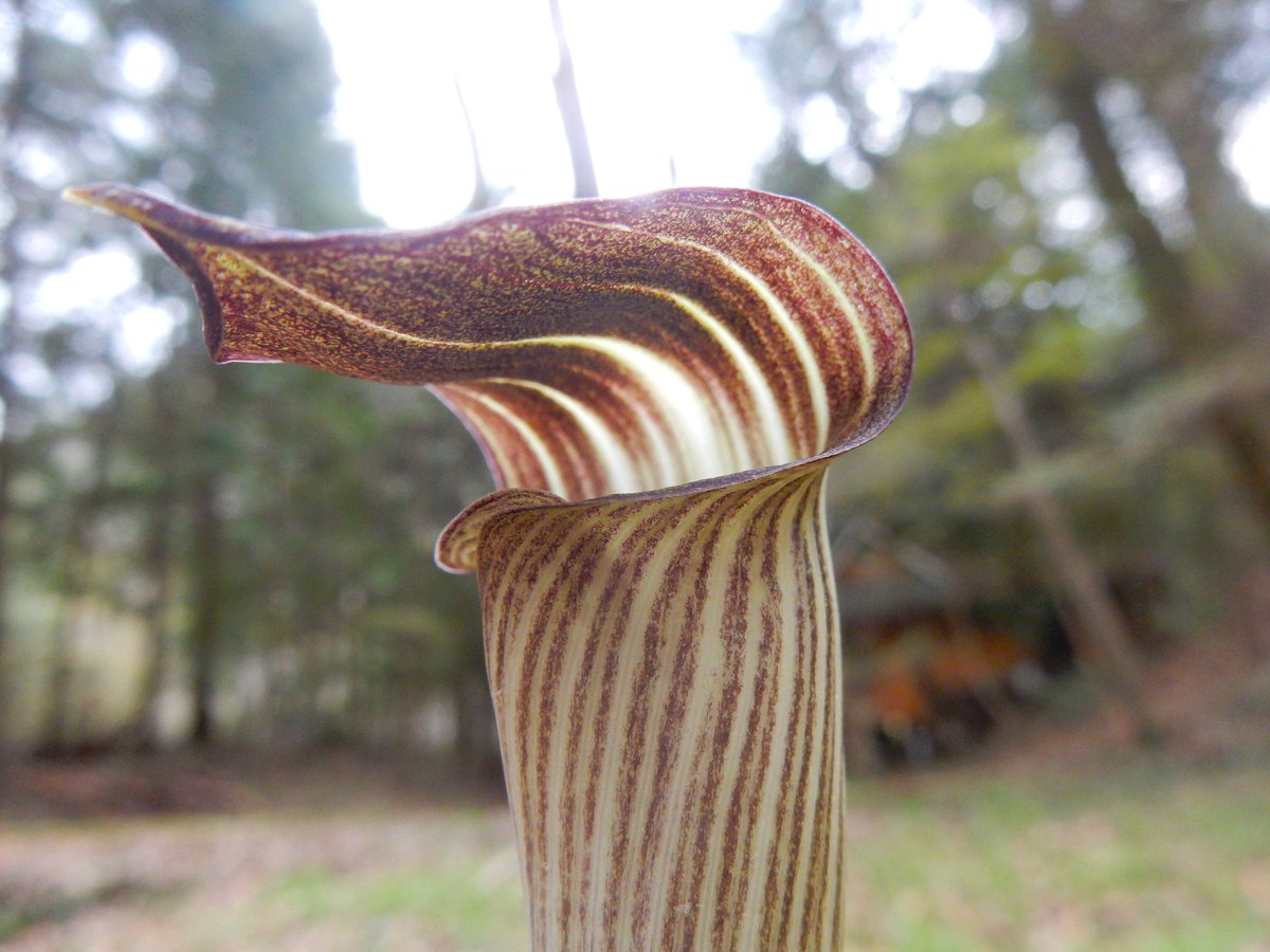 Shidora- tweet media