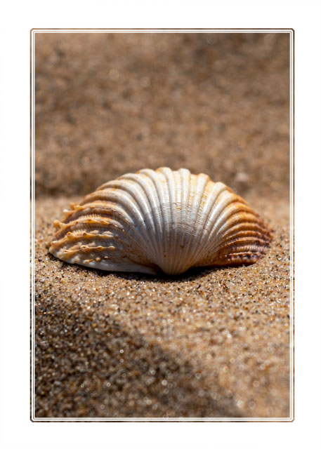 photos_dsmith's tweet image. A #shell sits on the #sand on #Formby #beach @NTFormby. These #shells are like prize #treasure to the young children playing on the #sands along the #coast of the #Irish #sea. #macrophotography See more #photographs like this at darrensmith.org.uk #seascape #beachlife