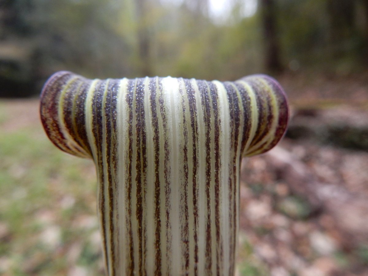 Shidora- tweet media