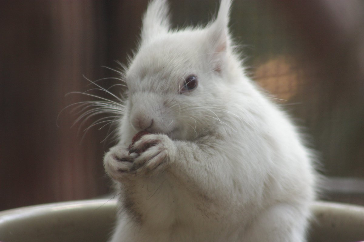 ©やっほーさん 𖤣𖥧𖥣｡𖥧 𖧧 𓃰 tweet media