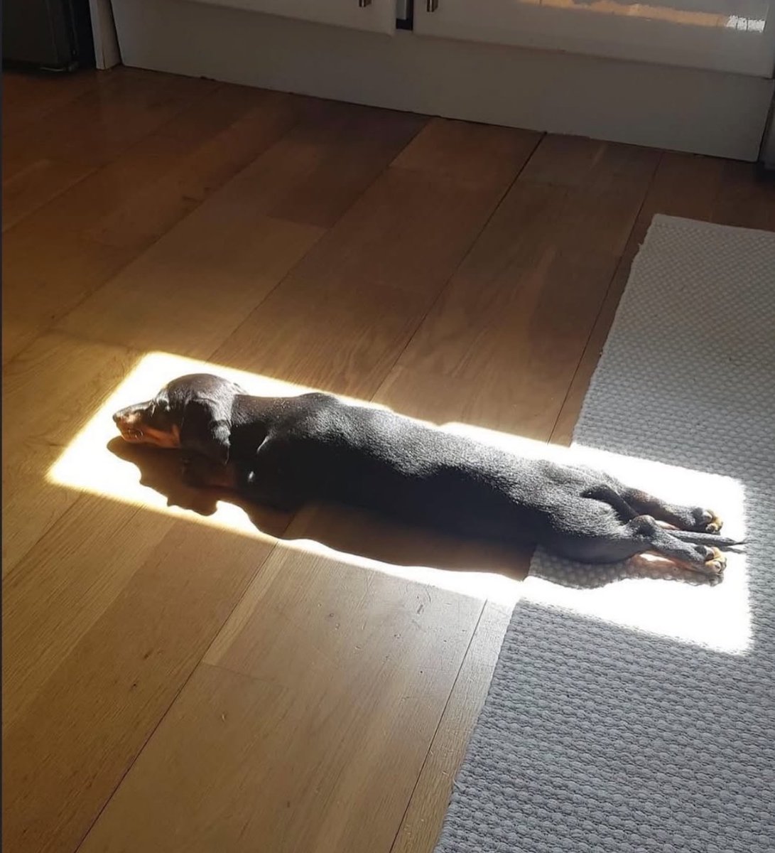 لارا tweet media