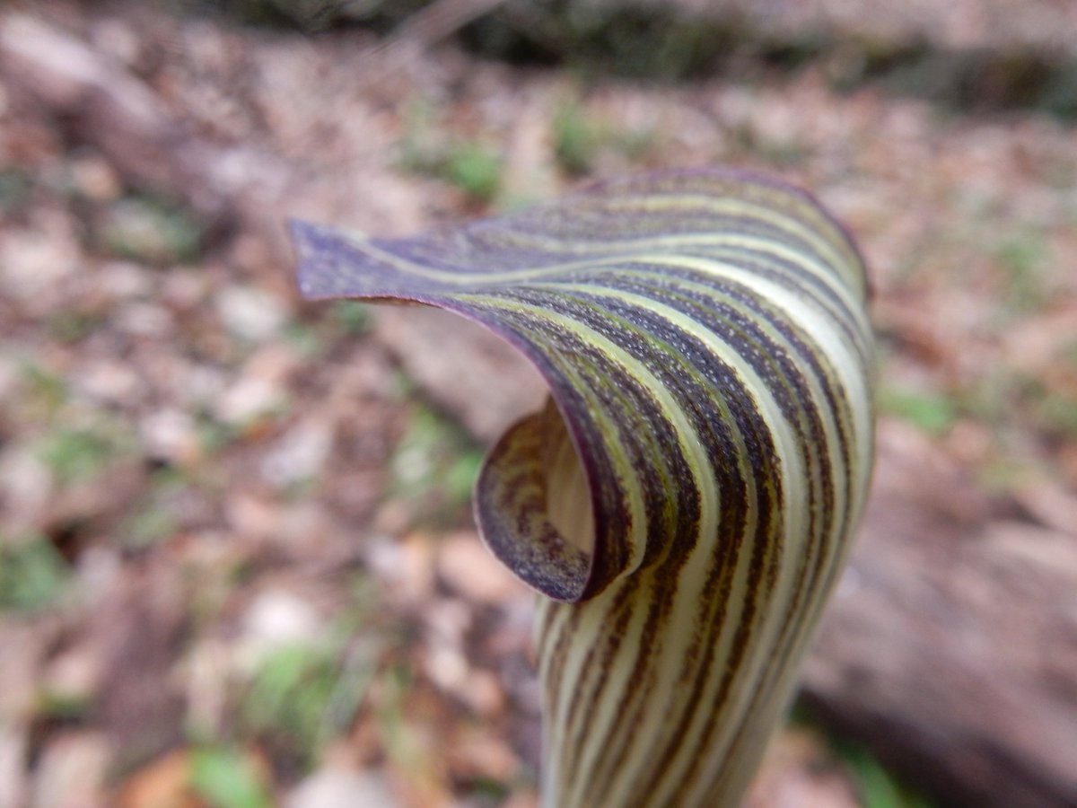 Shidora- tweet media