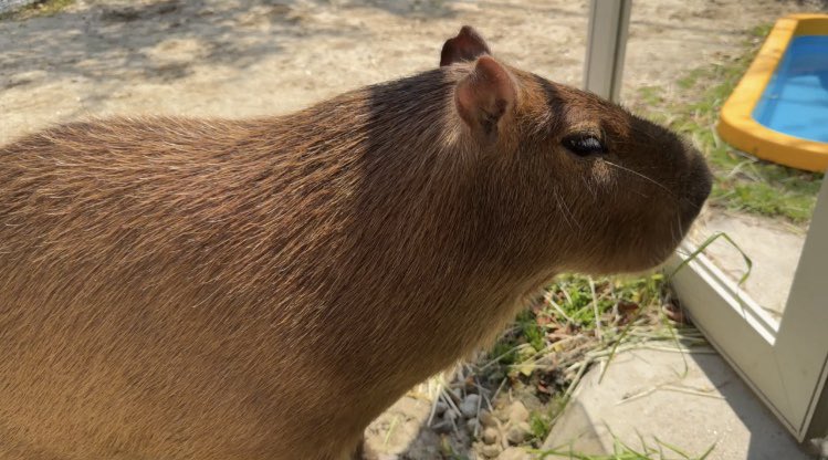 ろく🌰。 tweet media