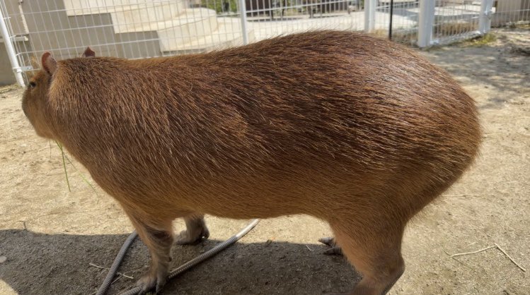 ろく🌰。 tweet media