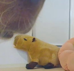 ろく🌰。 tweet media