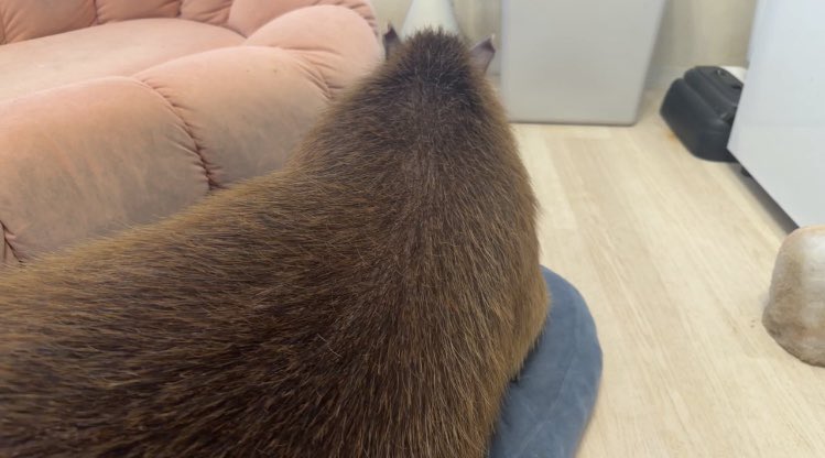 ろく🌰。 tweet media