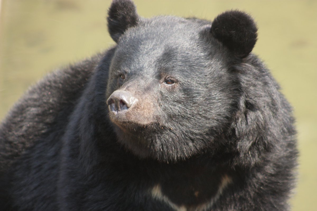 ©やっほーさん 𖤣𖥧𖥣｡𖥧 𖧧 𓃰 tweet media