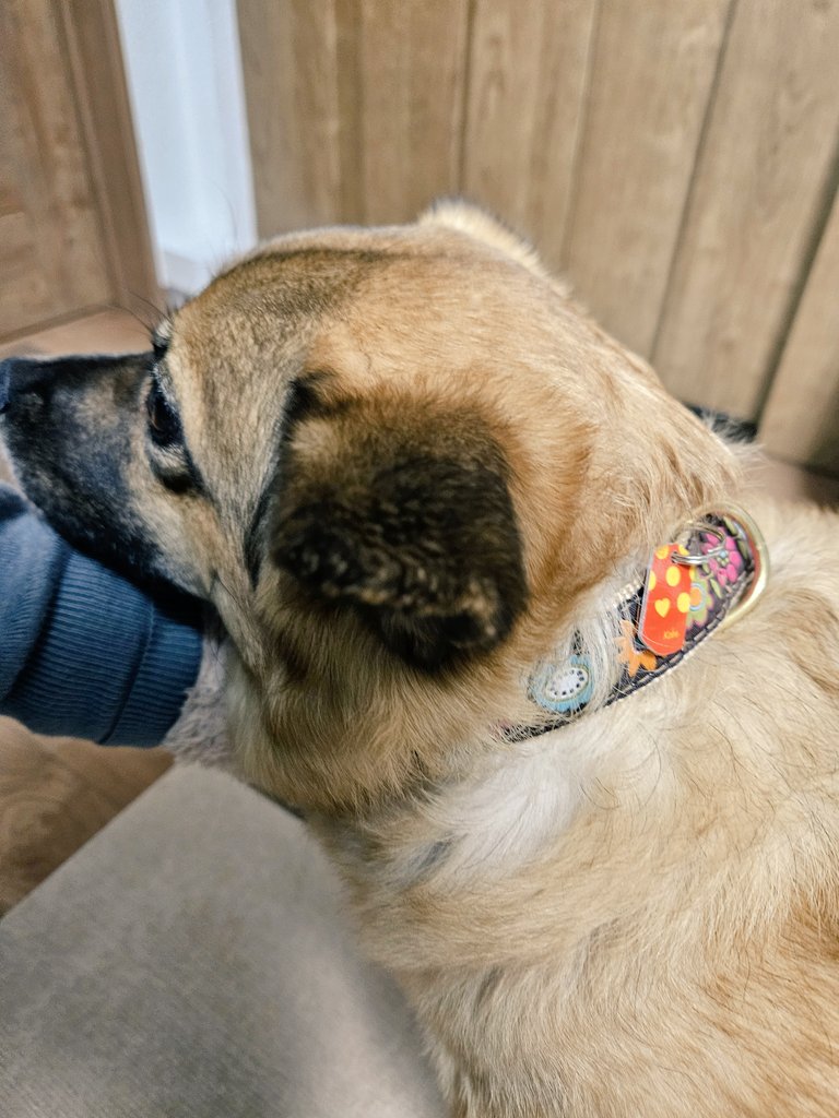 狂犬病ワクチン完了。大人しく注射受けてくれたのでちゅーるを献上致しました👏👏👏今年の注射済票は音也カラーでかわいい♪