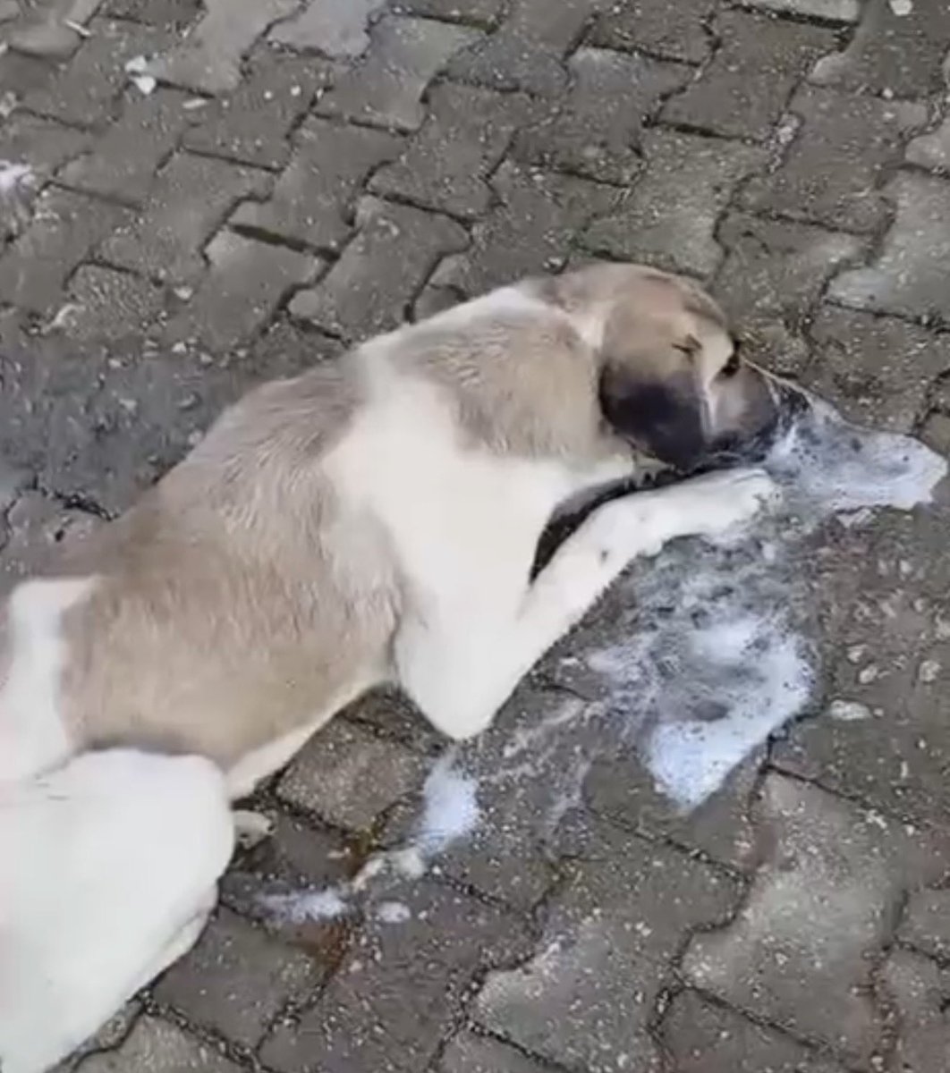 Deacon Frost ރ tweet media