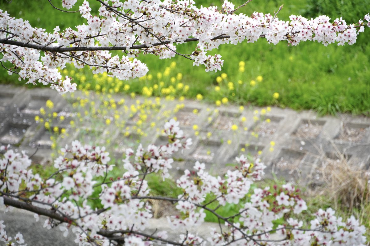 大中公園には出店も出てます
ただ少し離れたところの方が
桜がたくさんでキレイ