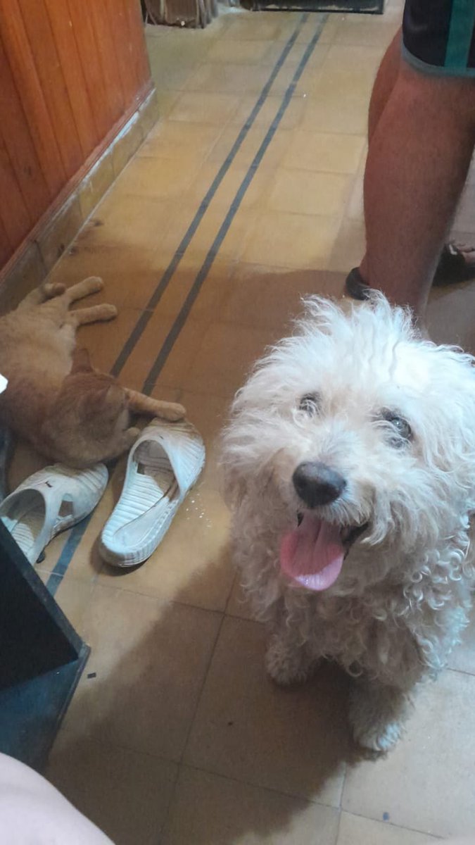 julieta verkwan au tweet media