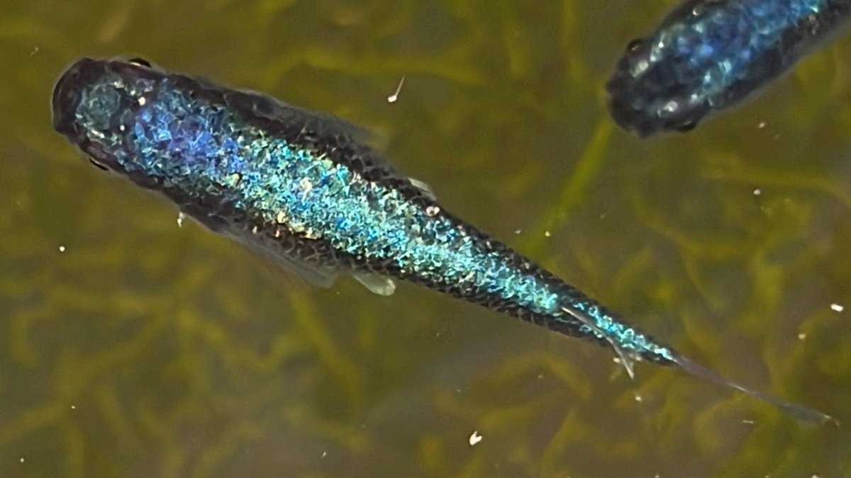 癒乃 さえり tweet media