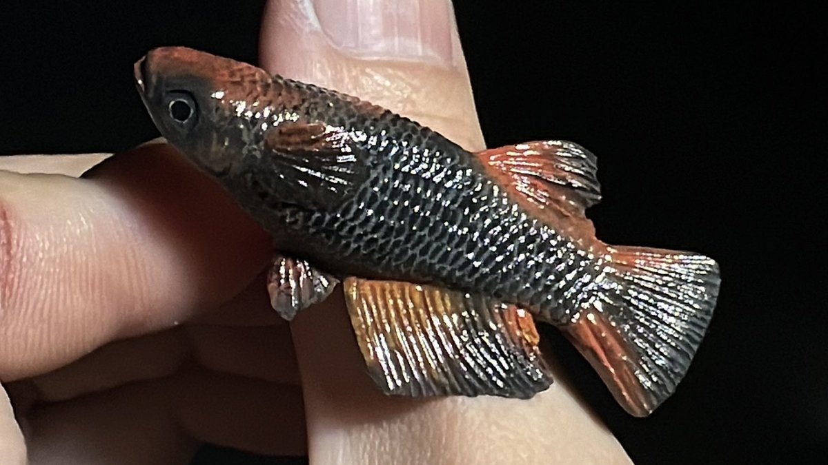 癒乃 さえり tweet media