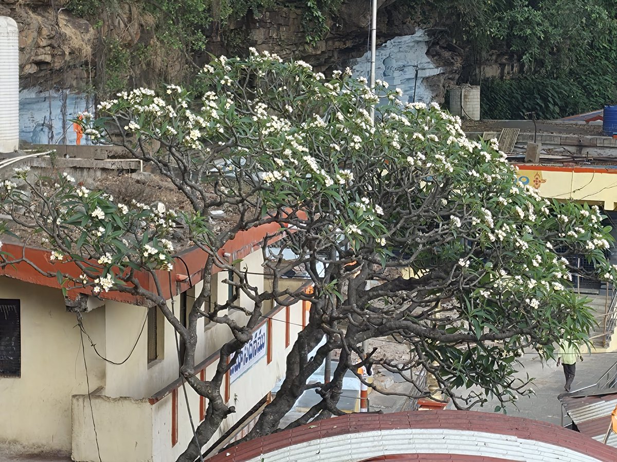 vamshitweet's tweet image. Telephoto, Wide Angle, Raw. Which one looks good ? #S26Ultra