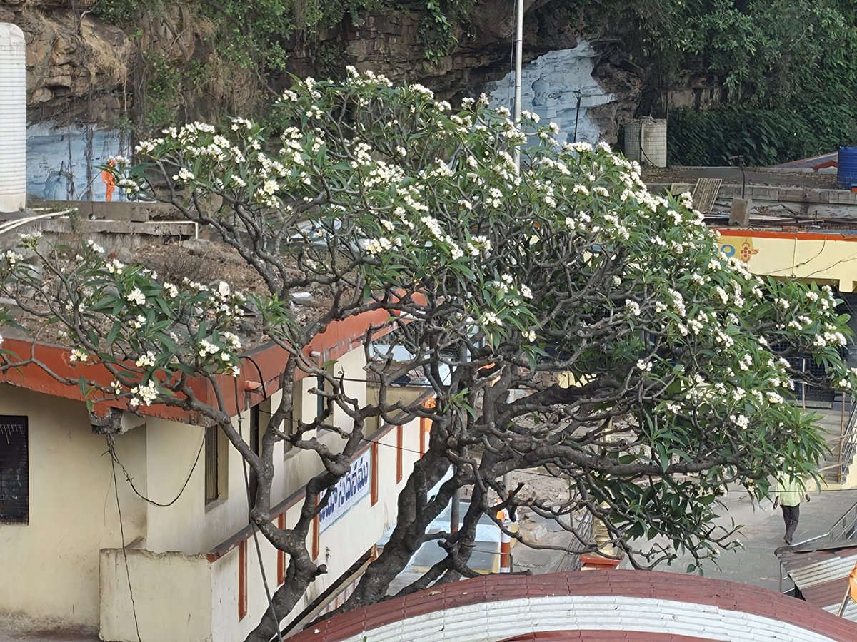 vamshitweet's tweet image. Telephoto, Wide Angle, Raw. Which one looks good ? #S26Ultra