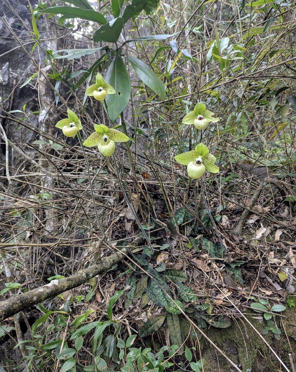 Cong Phan tweet media