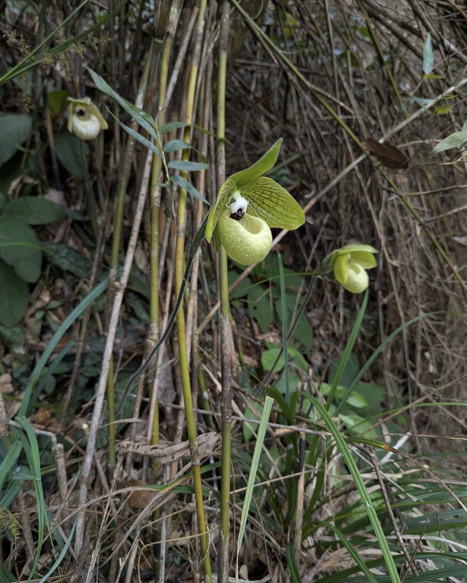 Cong Phan tweet media