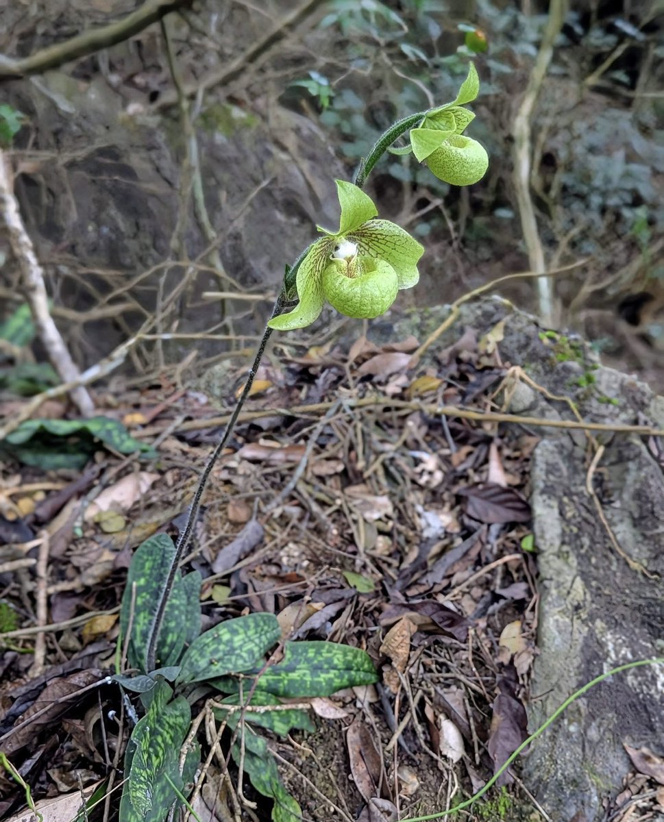 Cong Phan tweet media