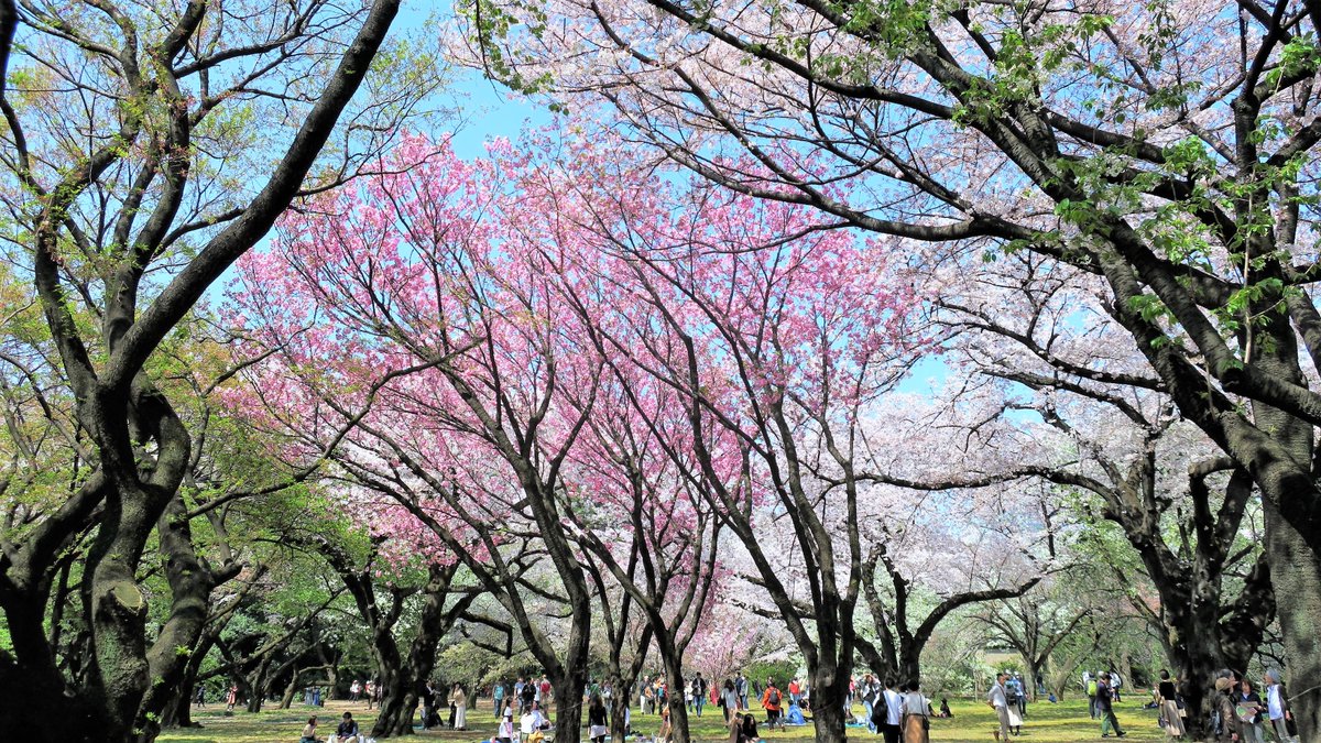 Tokyonobo tweet media