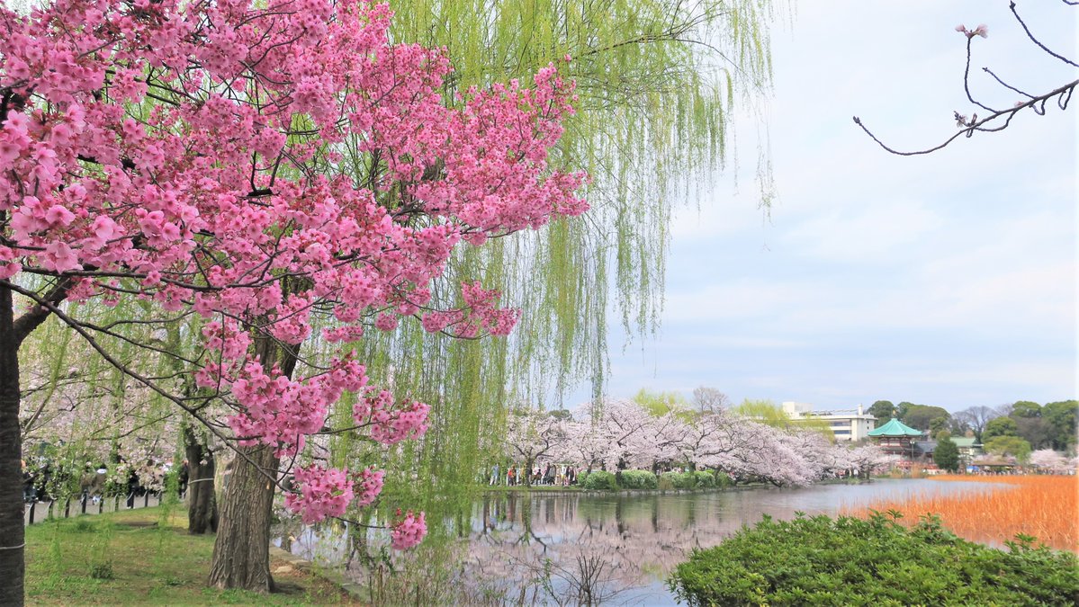 Tokyonobo tweet media