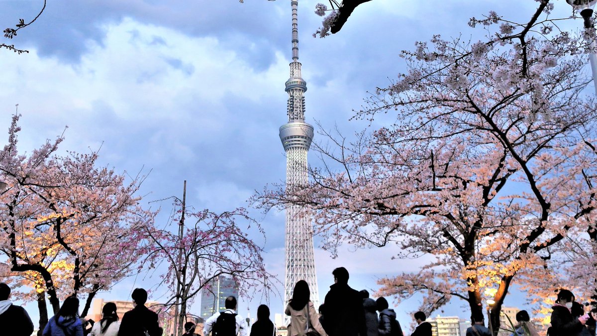 Tokyonobo tweet media