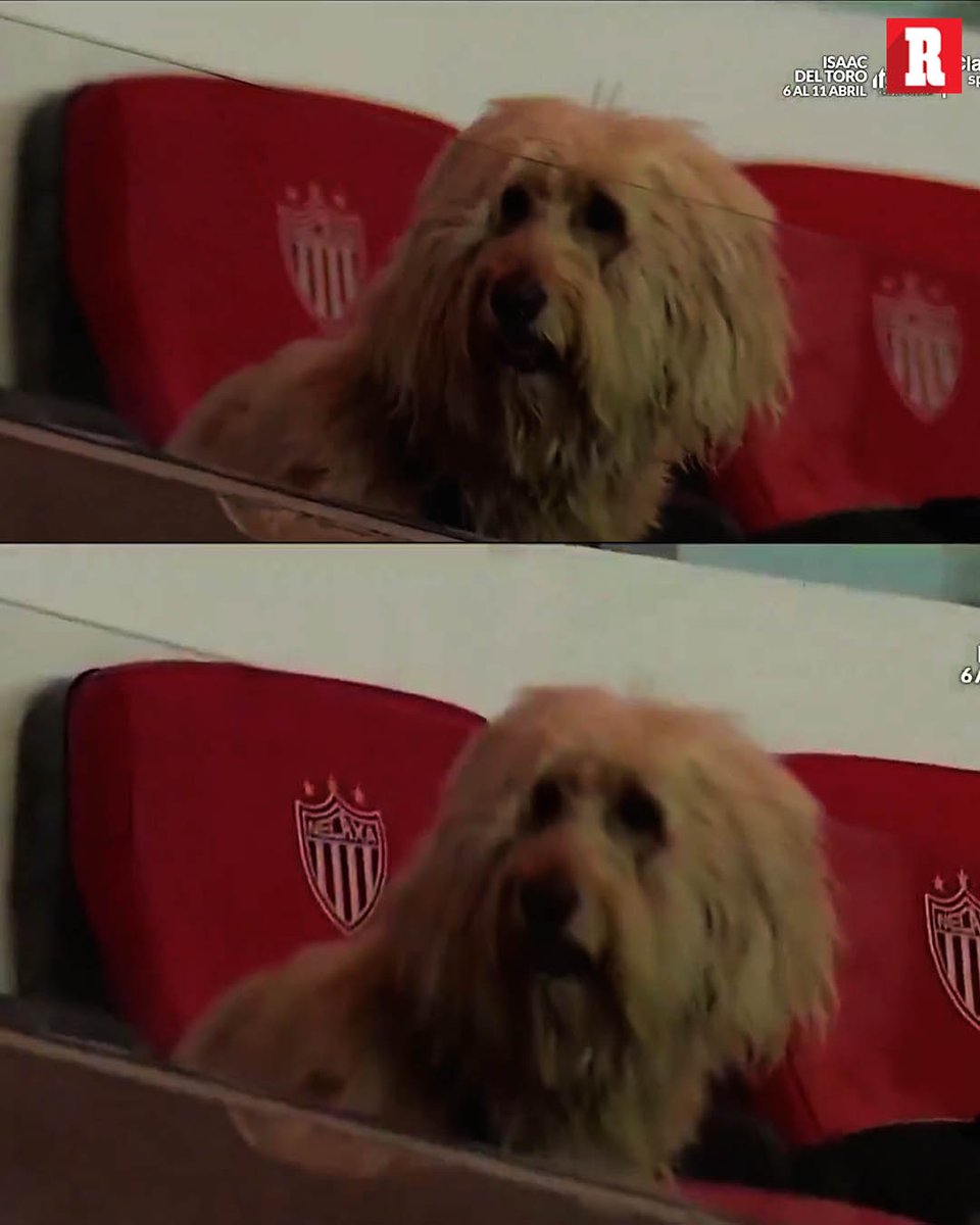 Un perro en las gradas del Estadio Victoria para el Necaxa vs Mazatlán.

Futbol mexicano, no lo entenderías.