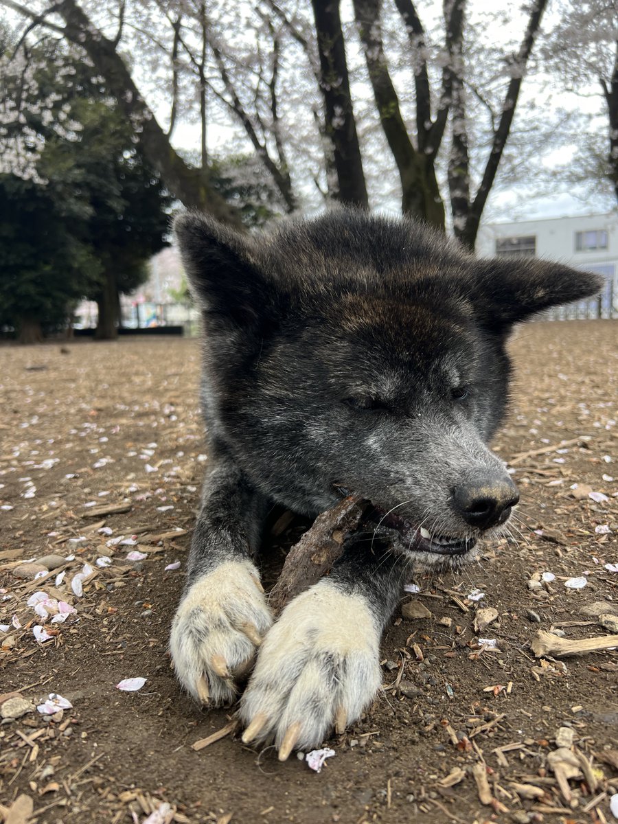 Yuuki@秋田犬しの tweet media