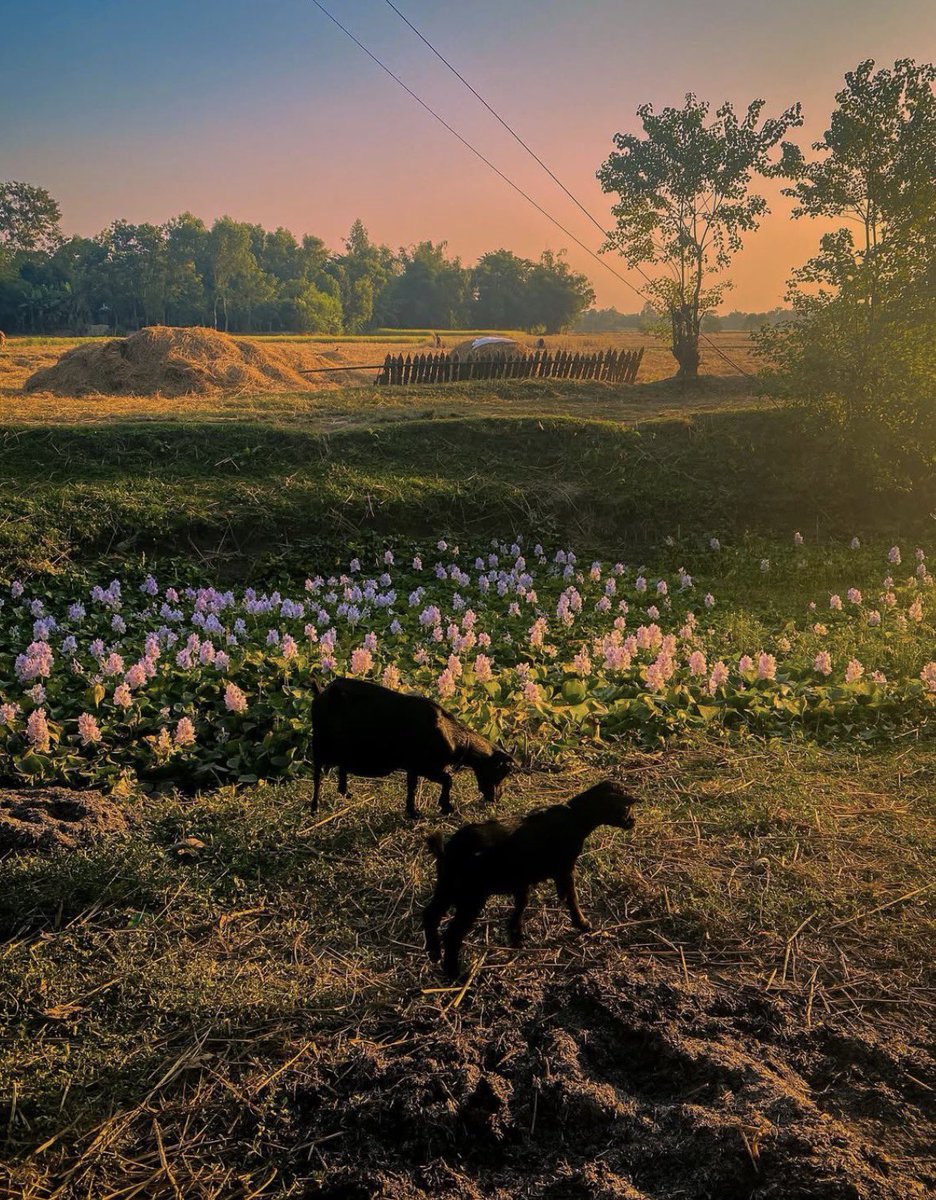 Ishan | ঈশান tweet media