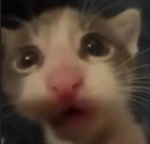 Smol Cat tweet media