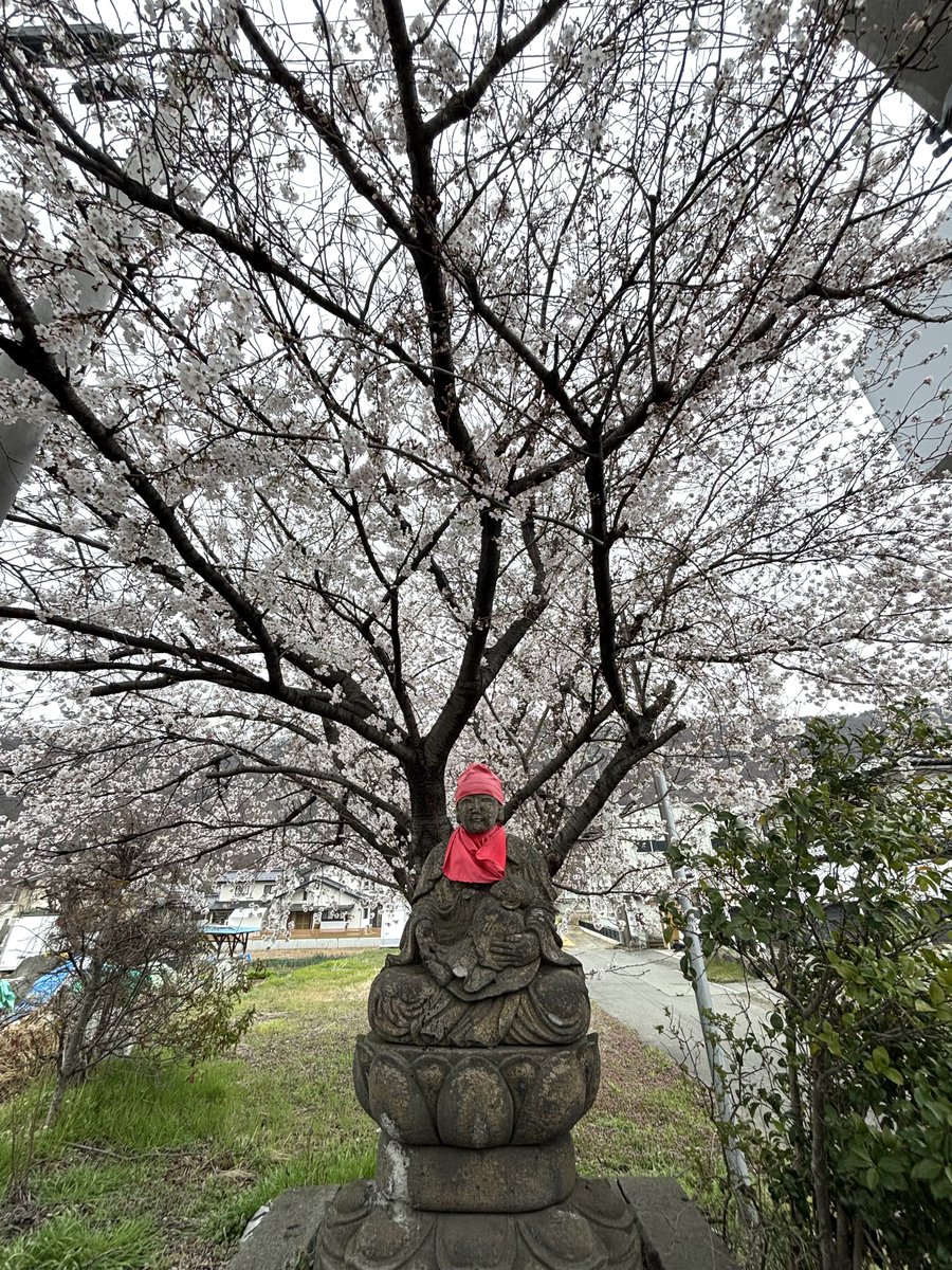 きんぴらレンコン tweet media