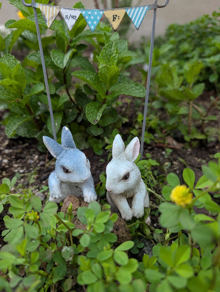 丸山まるる tweet media