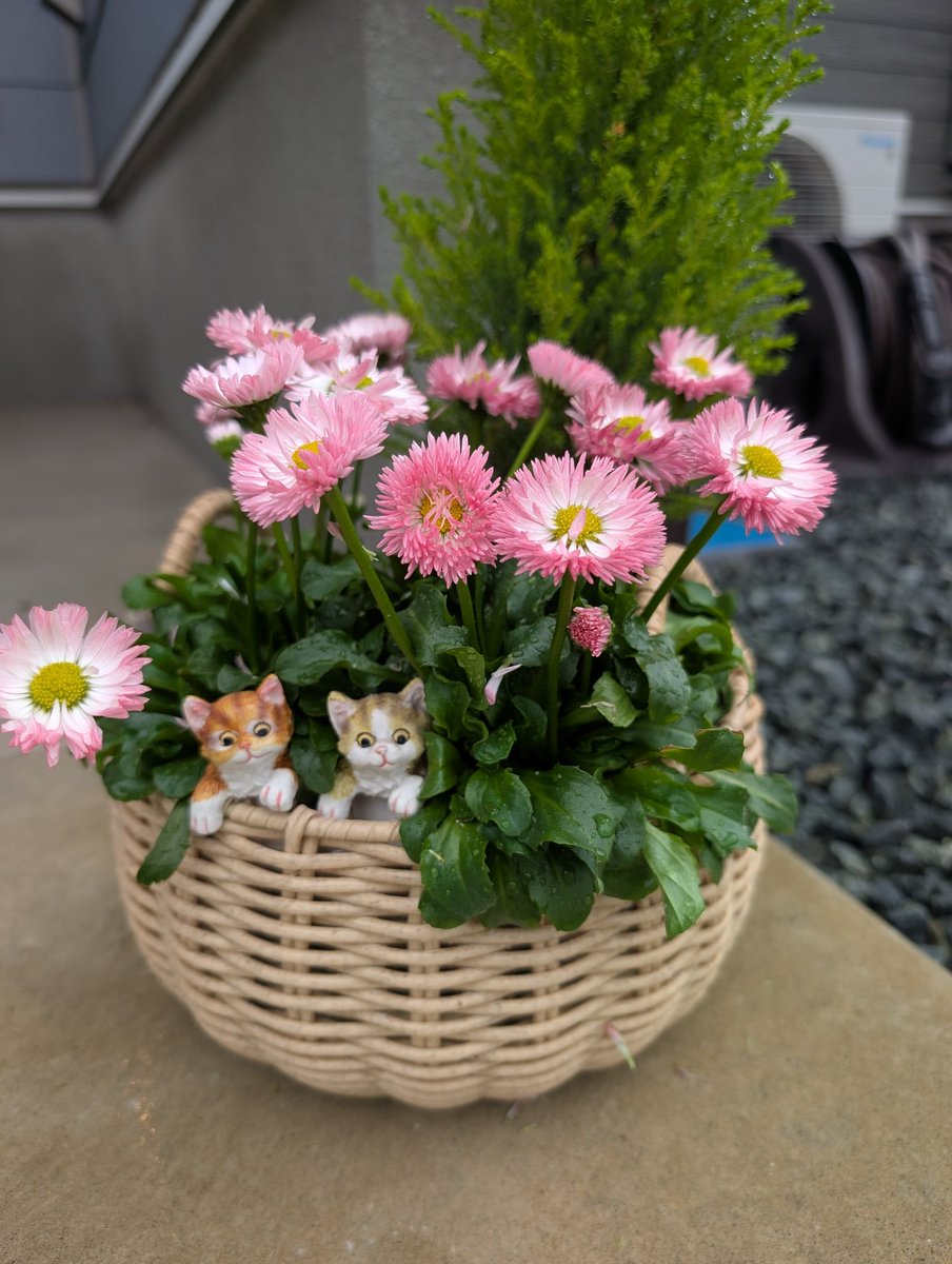 丸山まるる tweet media