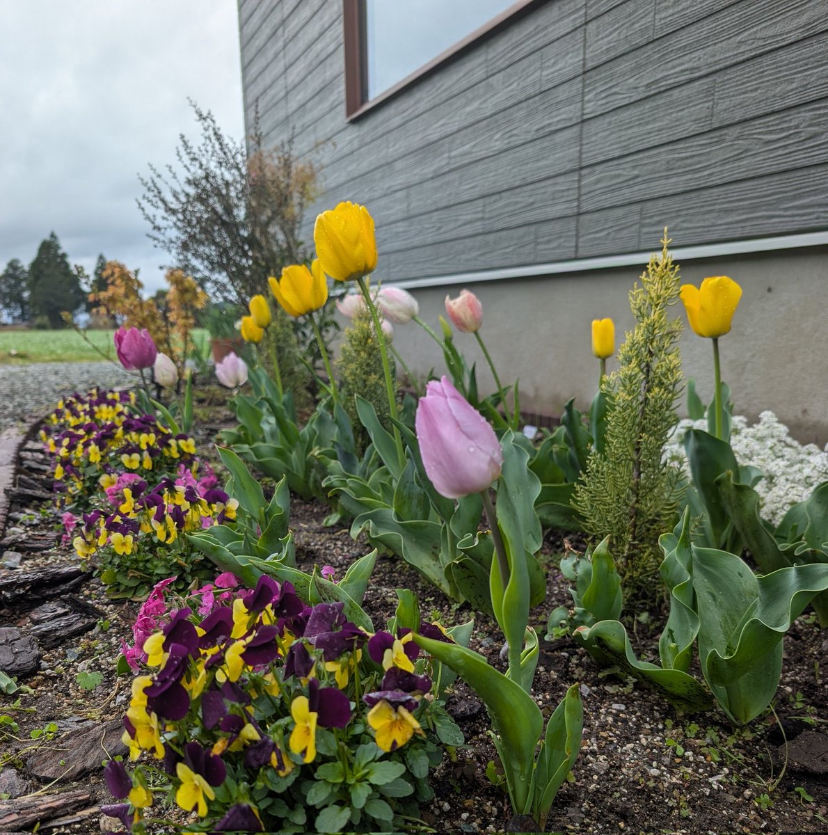 丸山まるる tweet media